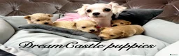 Maltipoo dogs for sale: Tiny maltipoo puppies Asian poodle dad  - Advert 7
