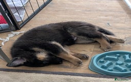 German Shepherd dogs for sale: Health Tested German Shepherd Available! 🐾🖤 - Image 9