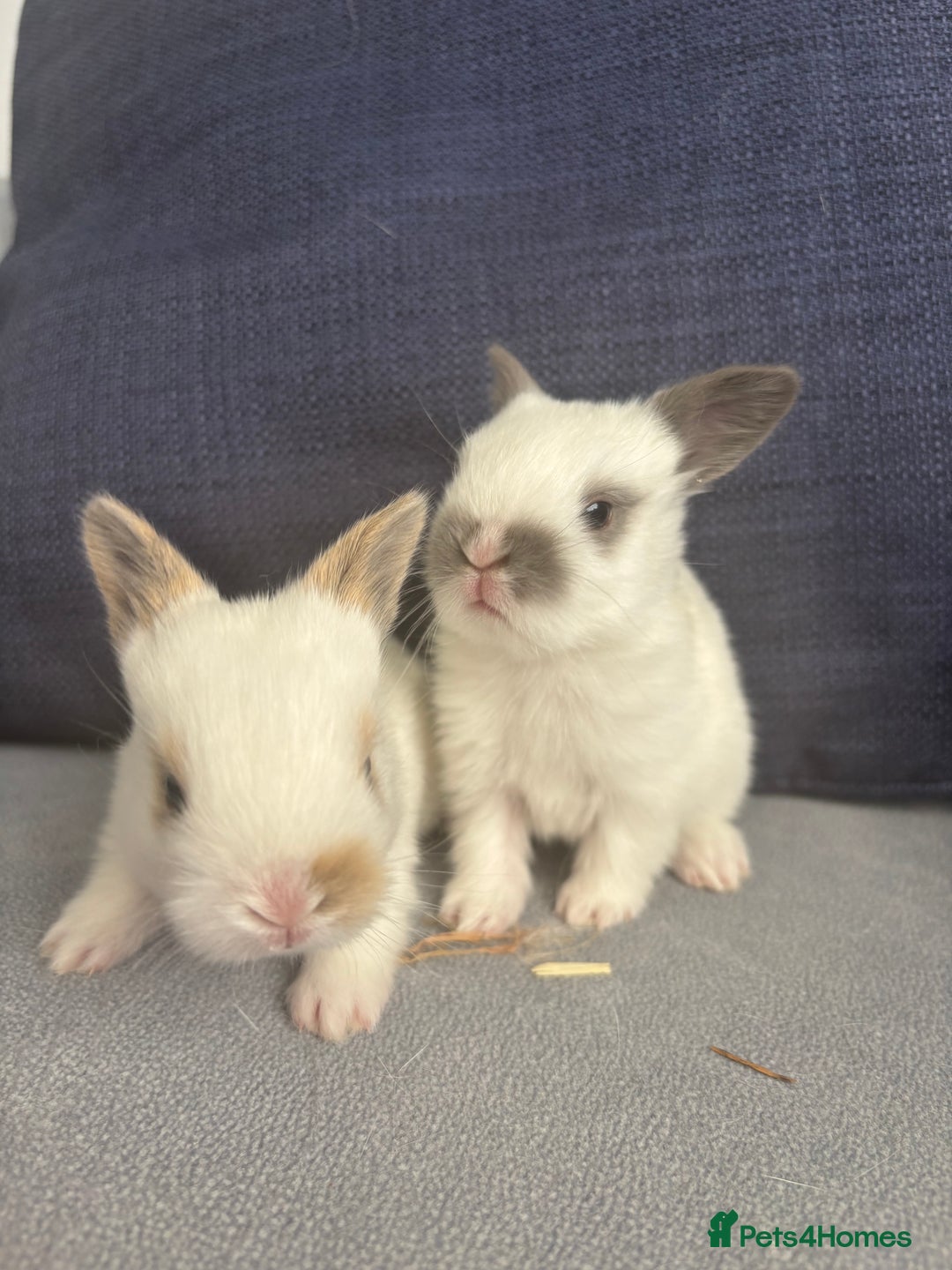 Mixed Breed rabbits for sale: Gorgeous baby bunny’s for sale  - Image 5