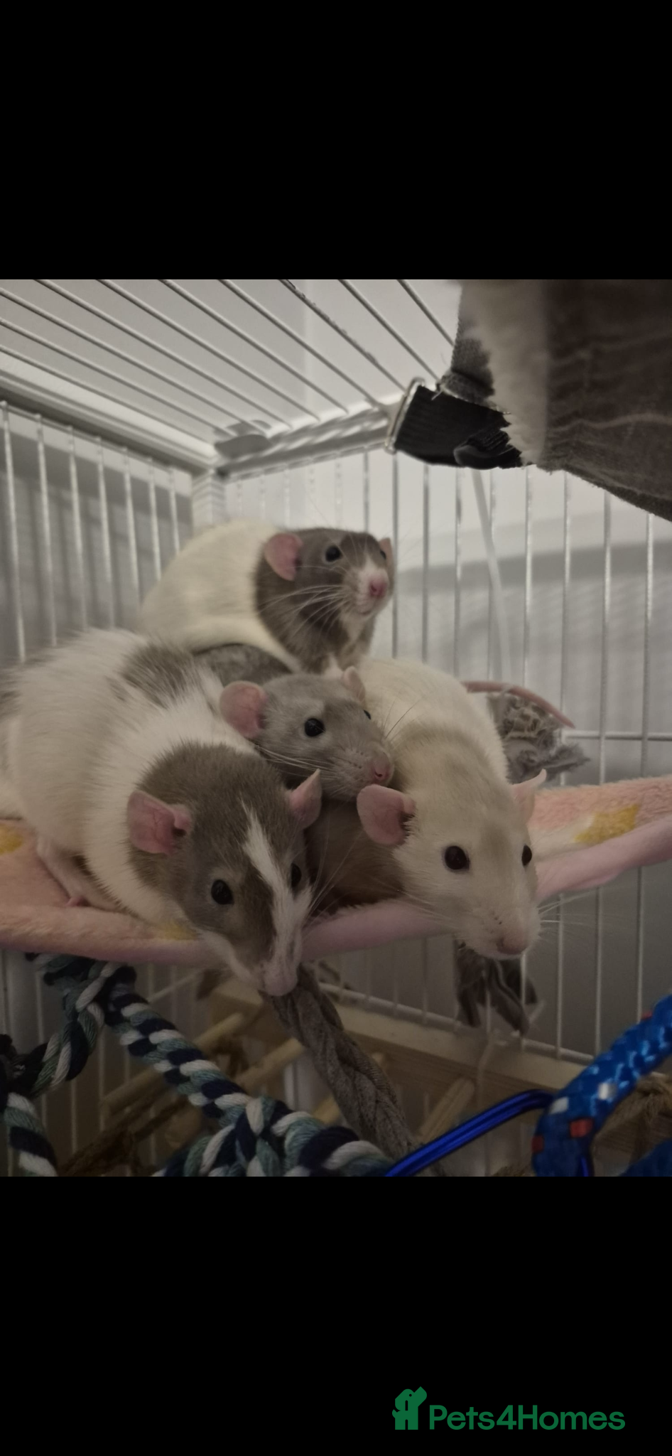 Rat rodents for sale: Four lovely rats looking for a forever home  - Advert 1