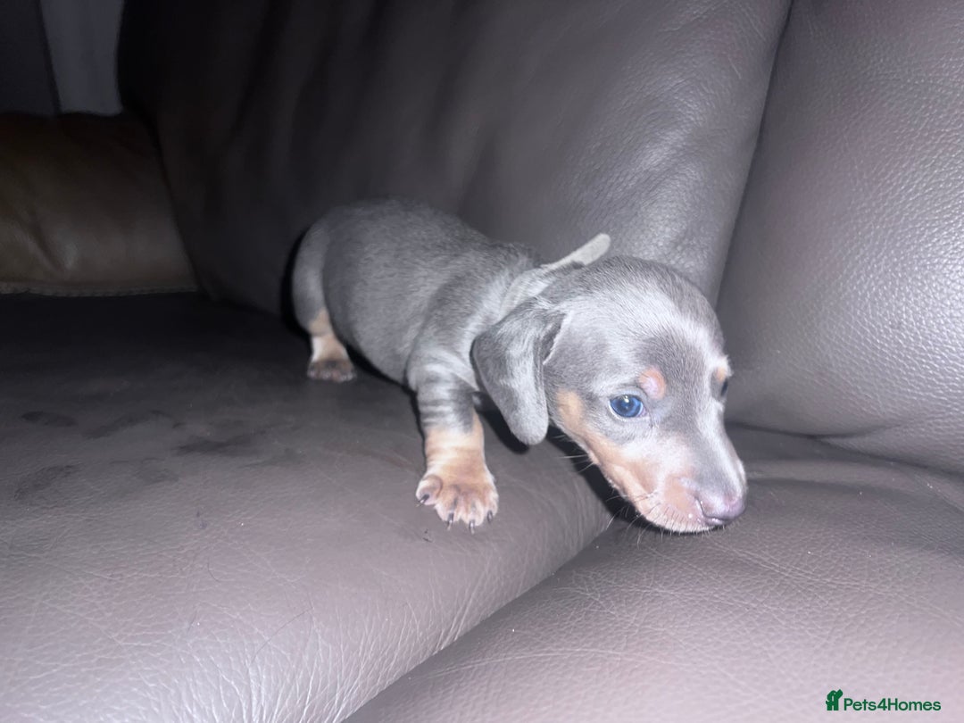 Dachshund dogs for sale: miniature dachshund - Advert 5