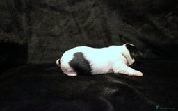 Biewer Terrier dogs for sale: Stunning Biewer girl Licensed breeder Health test  - Image 11