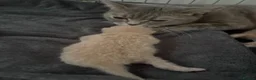 British Shorthair cats for sale: BHS babies  - Advert 9