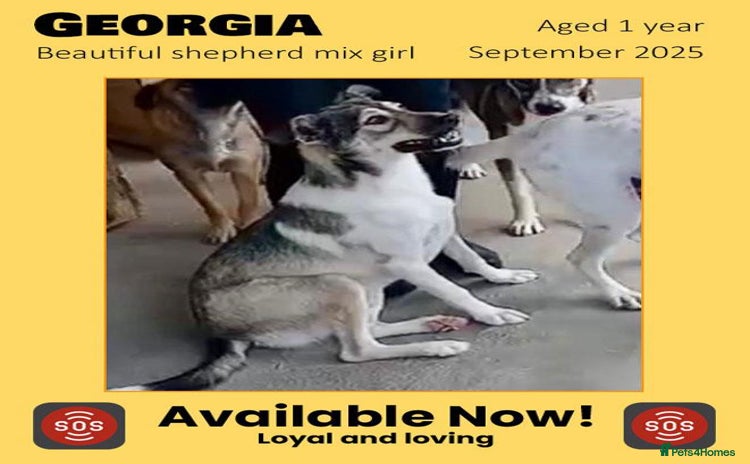 Mixed Breed dogs - Advert 18