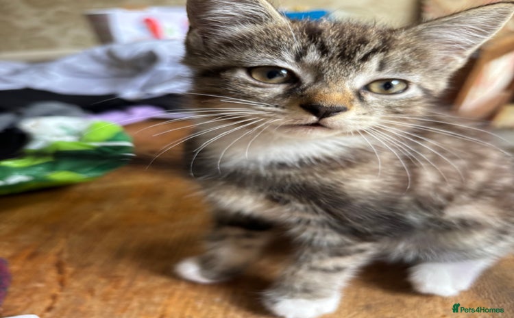 Domestic Shorthair cats - Advert 11