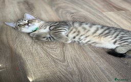 Scottish Fold cats for sale: Scotish Fold for Sale! Summer Holiday baby's! - Image 10