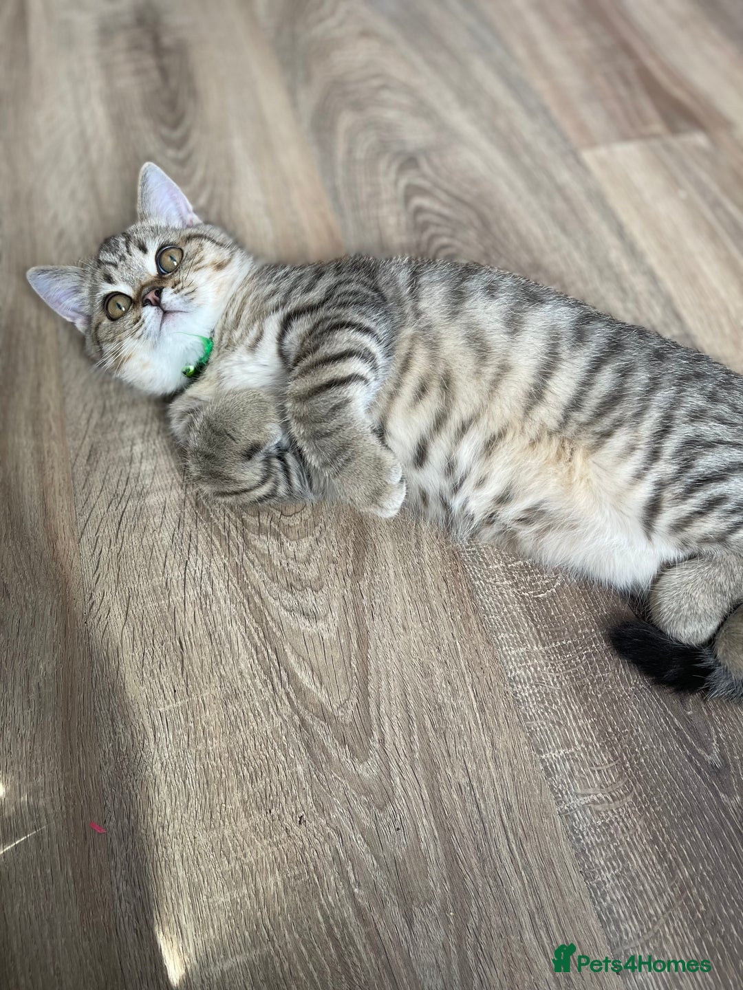 Scottish Fold cats for sale: Scotish Fold for Sale! Summer Holiday baby's! - Image 10