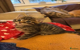 British Shorthair cats for sale: One male left - Image 3