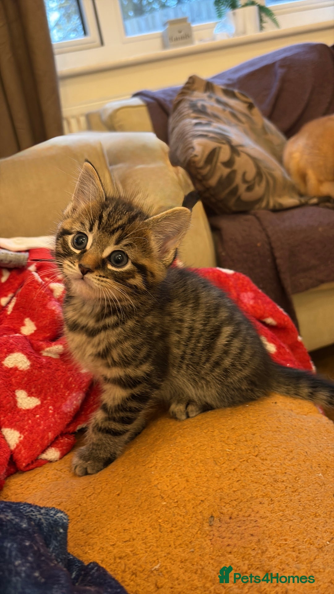 British Shorthair cats for sale: One male left - Image 3