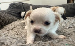 Chihuahua dogs for sale: 4 adorable chihuahua puppies  - Image 3