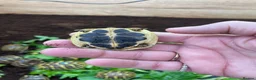 Hermann Tortoise reptiles for sale: WESTERN HERMANNS [ DWARF HERMANNS] - Advert 7