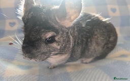 Chinchilla rodents for sale: Bonded mother and daughter pair - Image 9