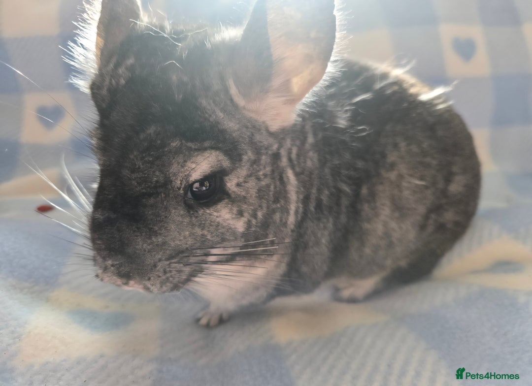 Chinchilla rodents for sale: Bonded mother and daughter pair - Image 9