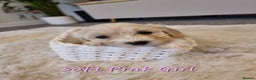 Maltipoo dogs for sale: Beautiful Maltipoo Puppies - Advert 10