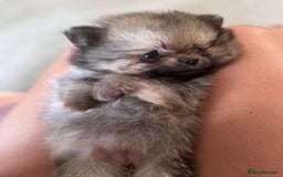 Pomeranian dogs for sale: TINY RUSSIAN / KOREAN TOY POMERANIANS READY NOW - Image 9