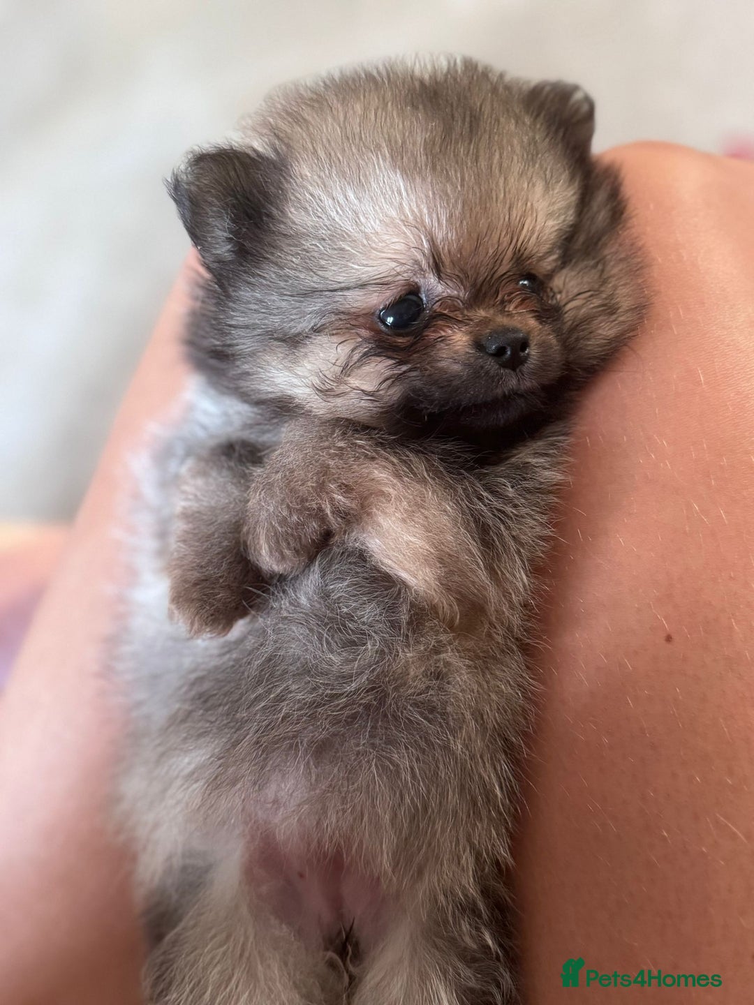 Pomeranian dogs for sale: TINY RUSSIAN / KOREAN TOY POMERANIANS READY NOW - Image 9