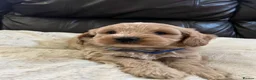 Cavapoochon dogs for sale: Cavapoochon puppies  - Advert 14
