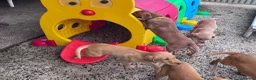 Labrador Retriever dogs for sale: Labrador puppies KC Fully health tested parents  - Advert 4