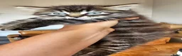 Mixed Breed cats for sale: Maine coon cross tabby - stunning fluffy kittens.. in Bridge of Weir - Advert 24