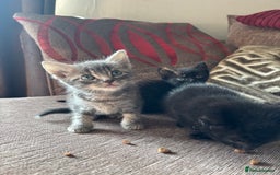 Mixed Breed cats for sale: Kittens for sale  - Image 14