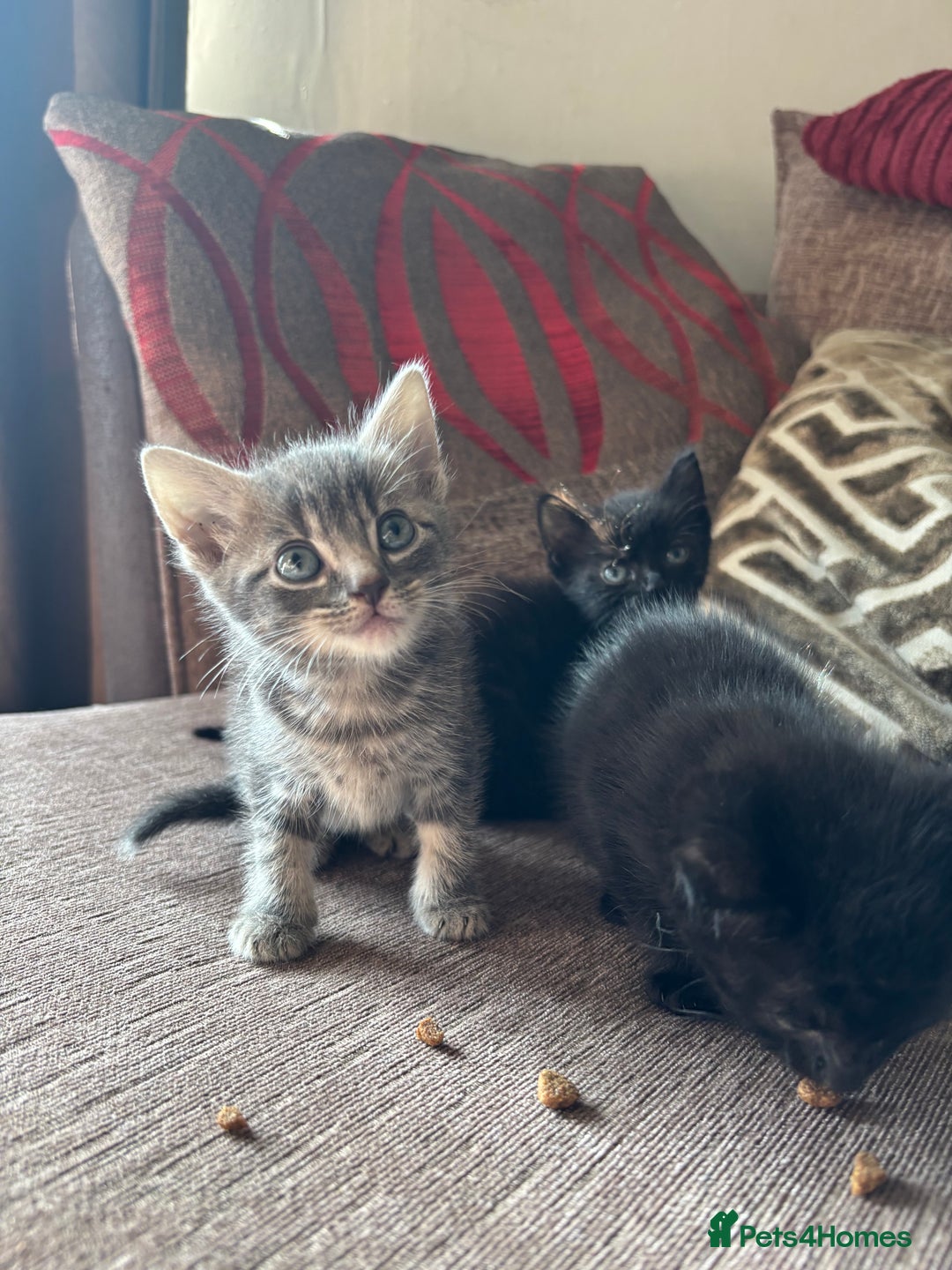 Mixed Breed cats for sale: Kittens for sale  - Image 14