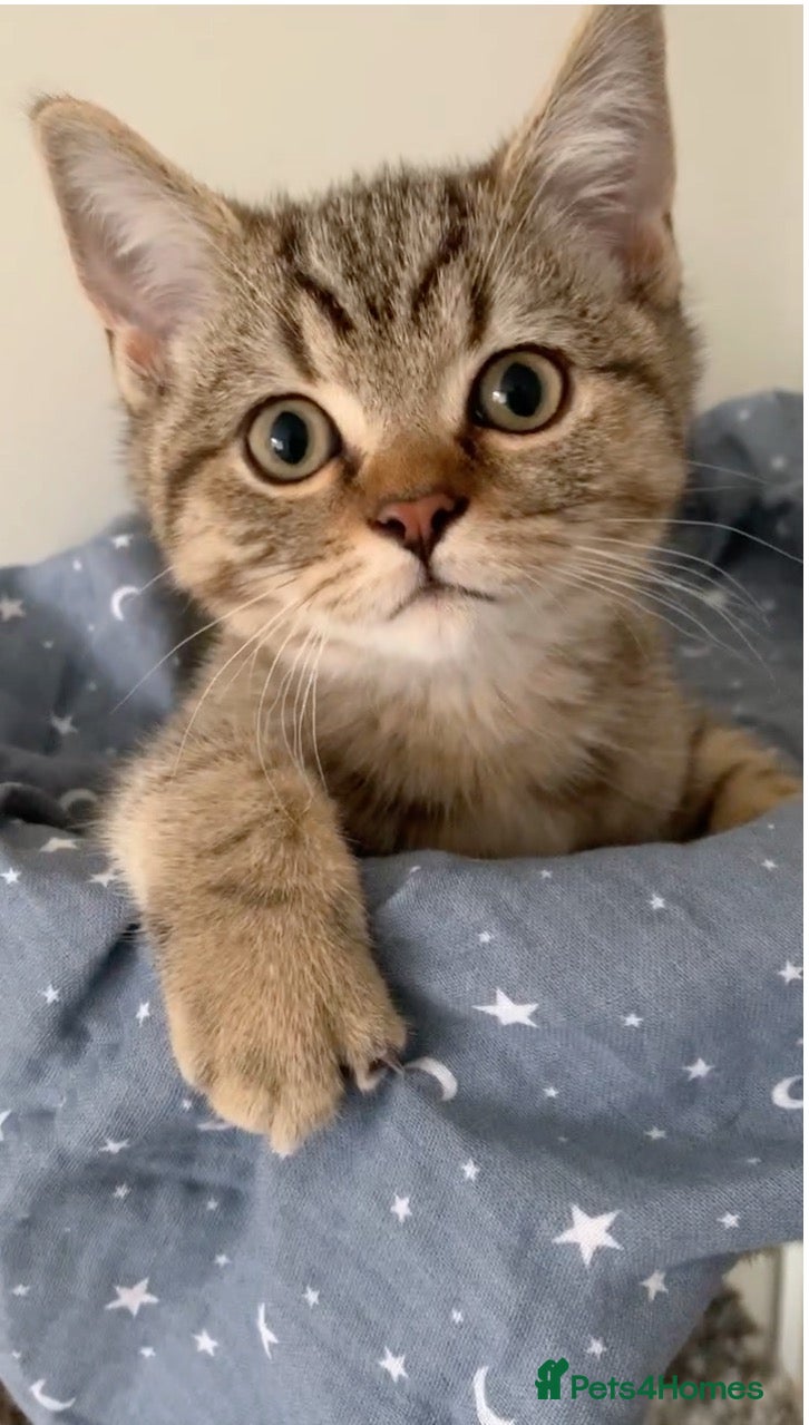 British Shorthair cats for sale: Beautiful British Shorthair Babies 🤍 - Advert 2