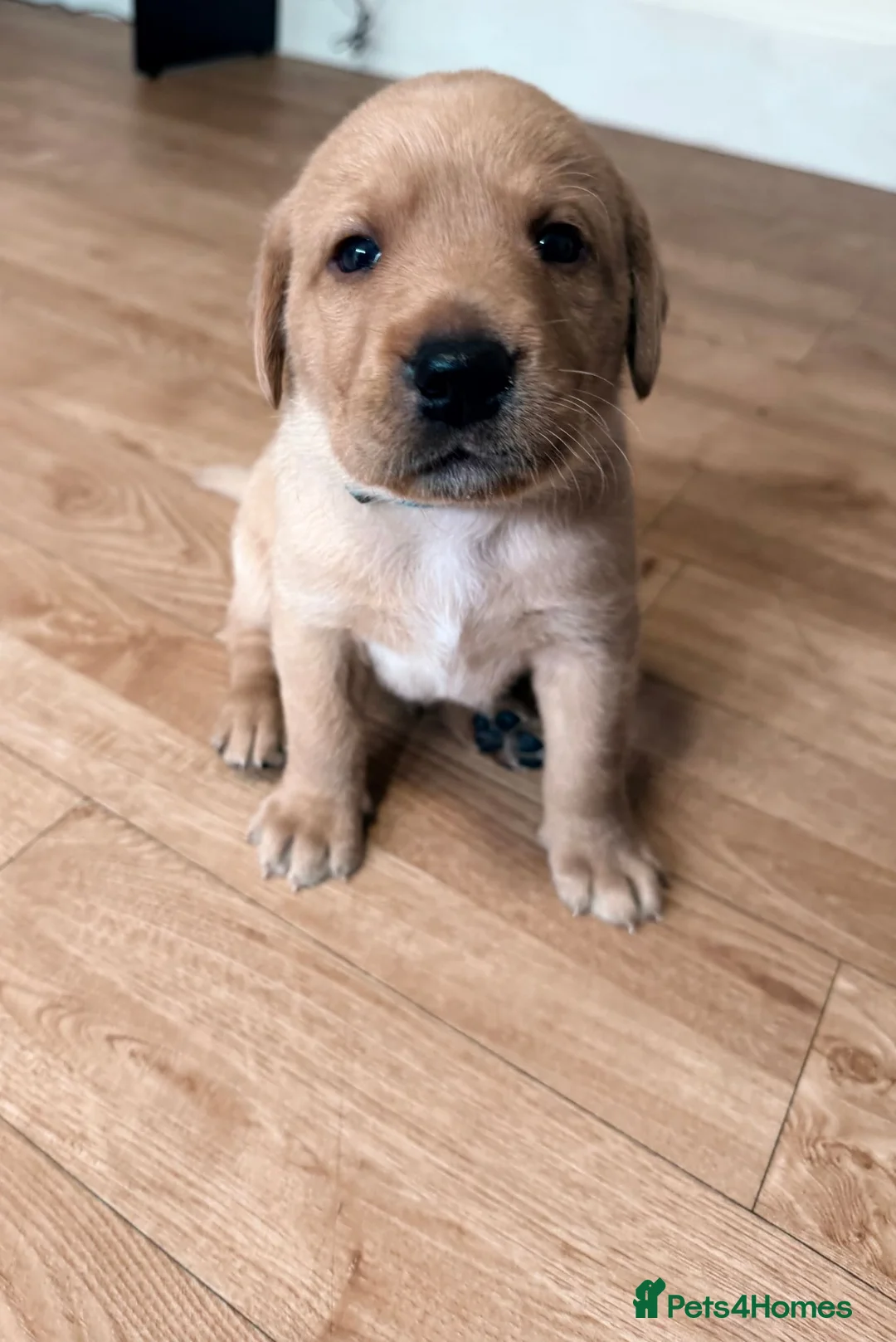 Labrador Retriever dogs for sale: Therapy Dog Mum Bella and Fosterwold Working Sire in Hebden Bridge - Advert 16