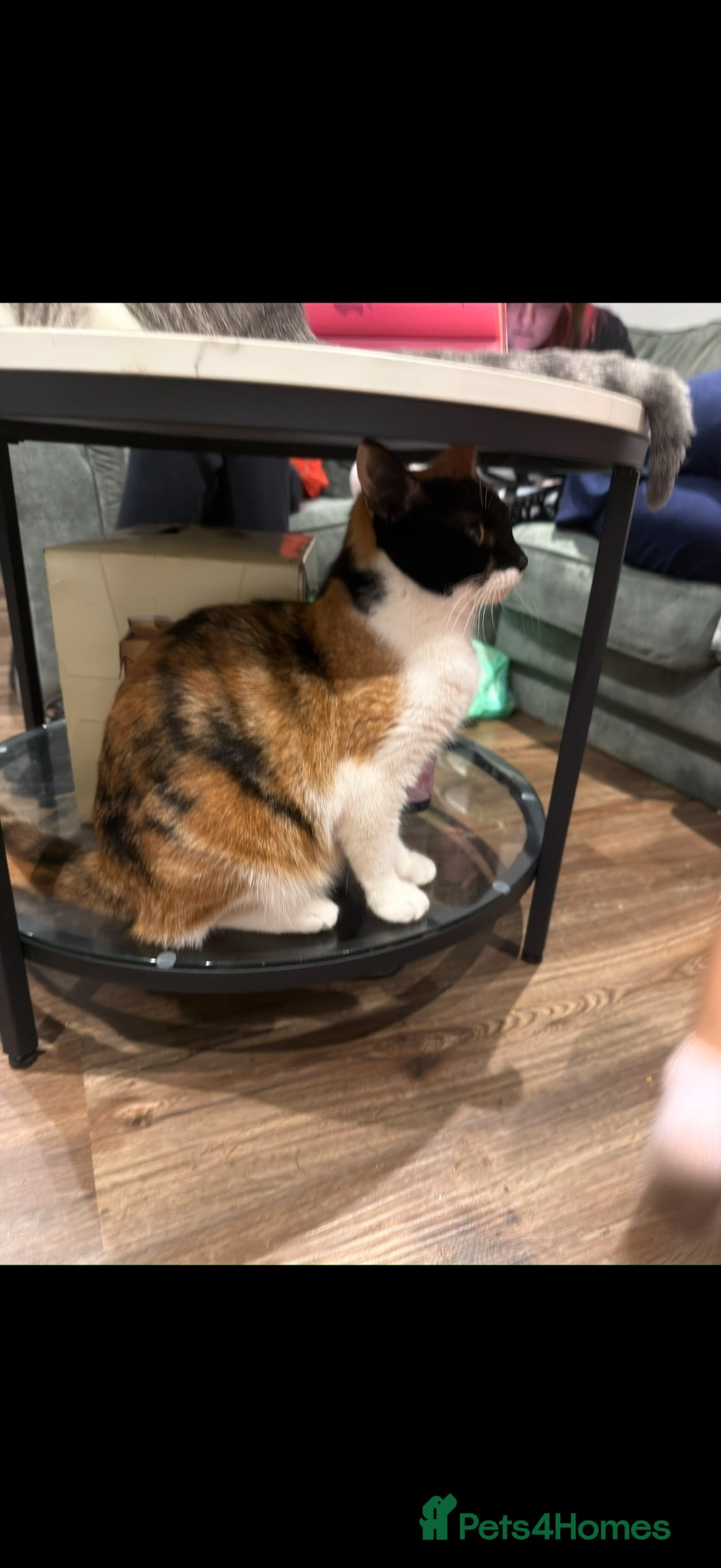 Mixed Breed cats Beautiful kittens for sale  - Advert 1