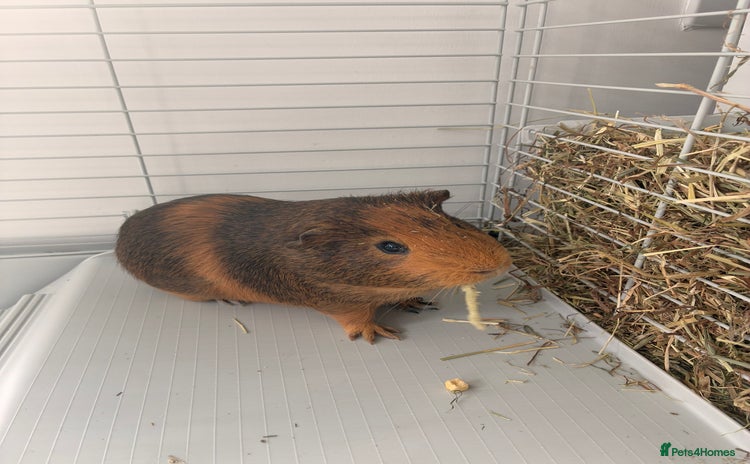 Guinea Pig rodents - Advert 11