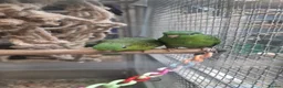 Parrots birds for sale: AMAZON/PARROTS/PARAKEETS!  - Advert 8
