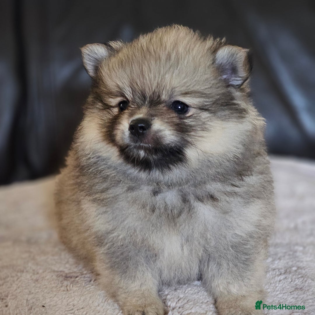 Pomeranian dogs for sale: Pomeranian baby girl - Advert 3