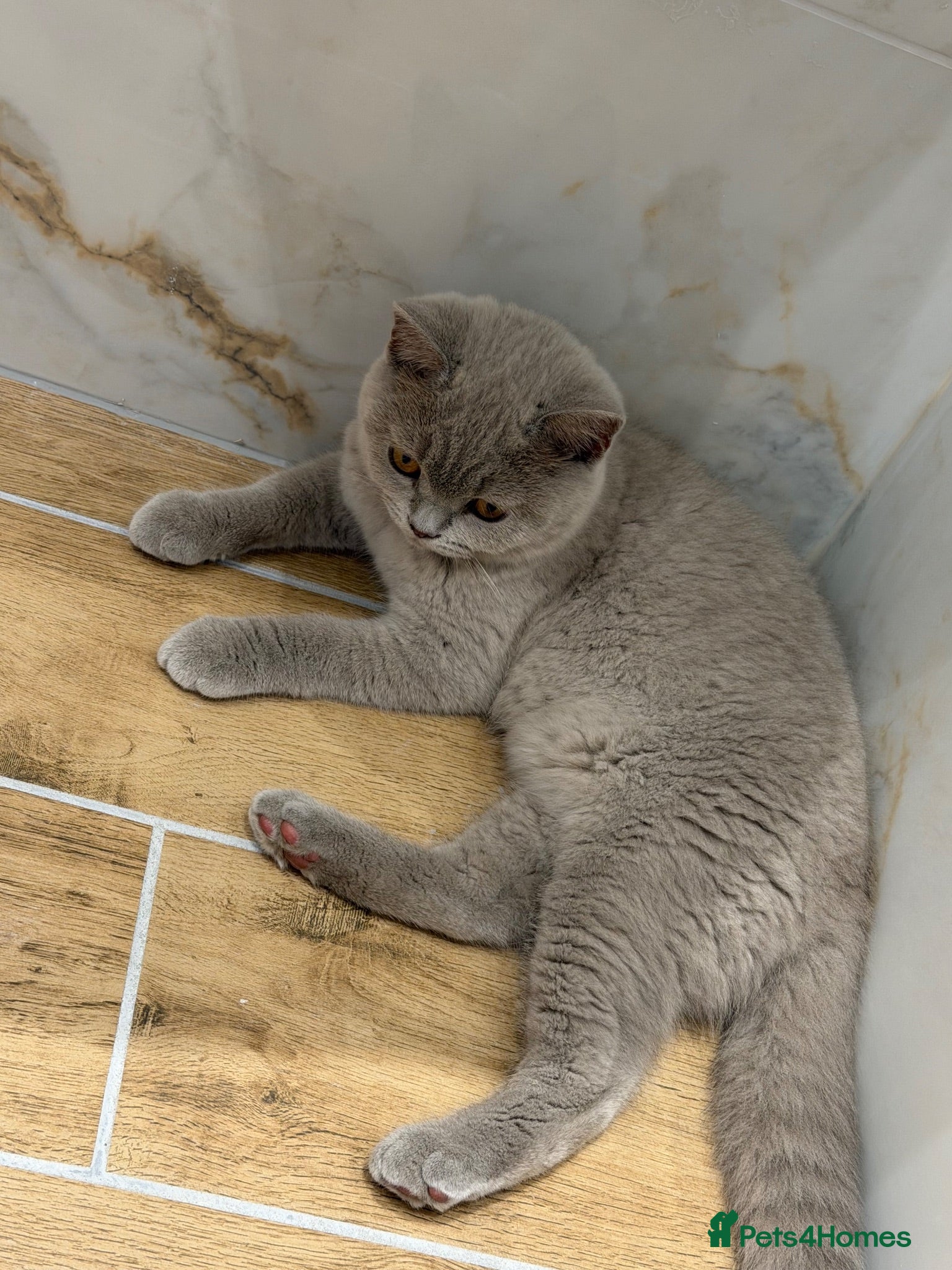 British Shorthair cats Registered British shorthair kittens  - Advert 1