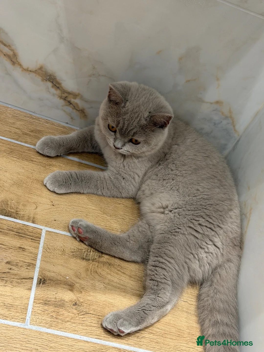 British Shorthair cats for sale: Registered British shorthair kittens  - Advert 1