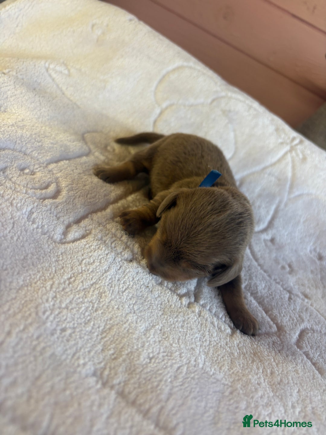 Dachshund dogs for sale: 4 mini dachshund pups - Image 7
