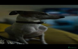 Italian Greyhound dogs for stud:  Proven Full bred American lines  - Image 3