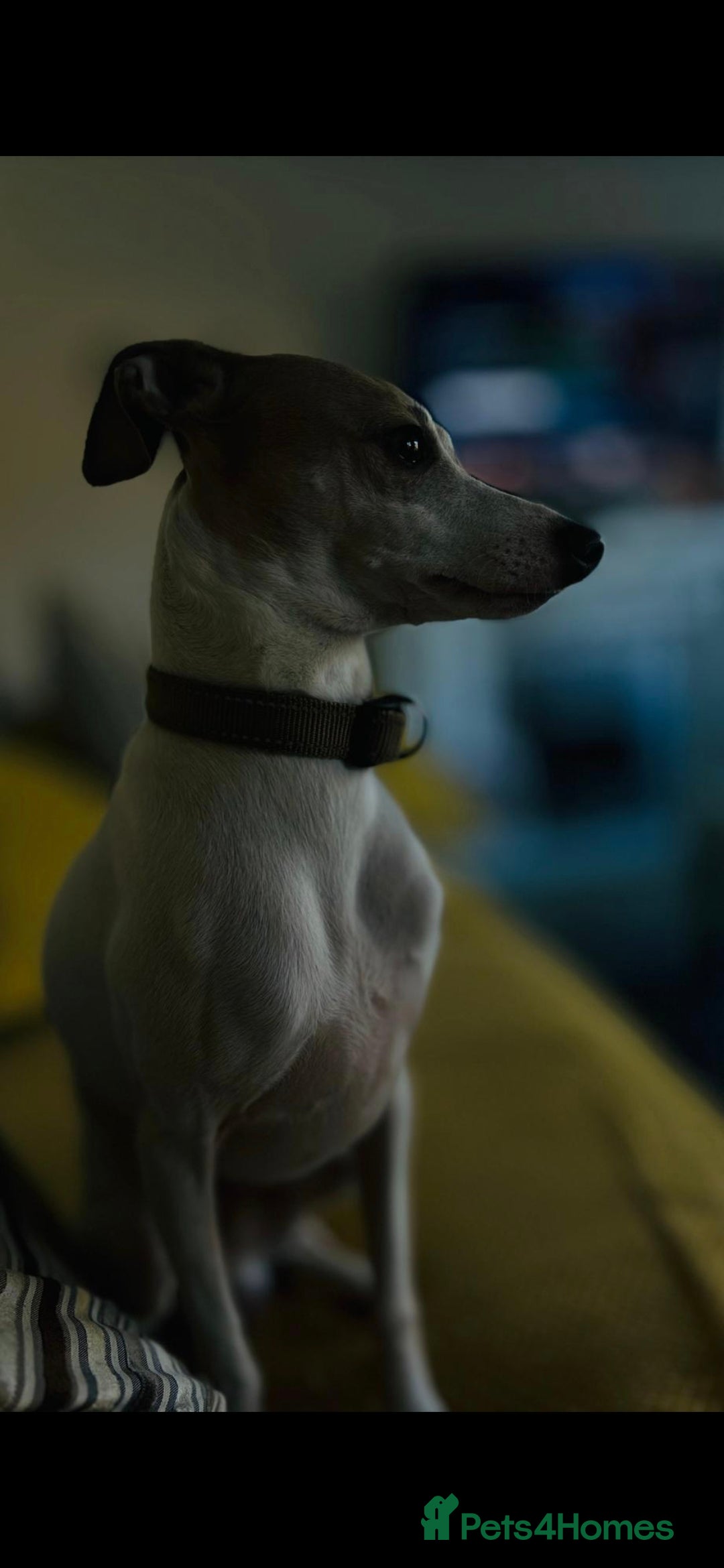 Italian Greyhound dogs for stud:  Proven Full bred American lines  - Image 3