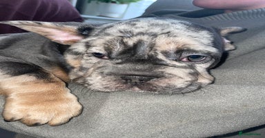 French Bulldog dogs - Advert 5