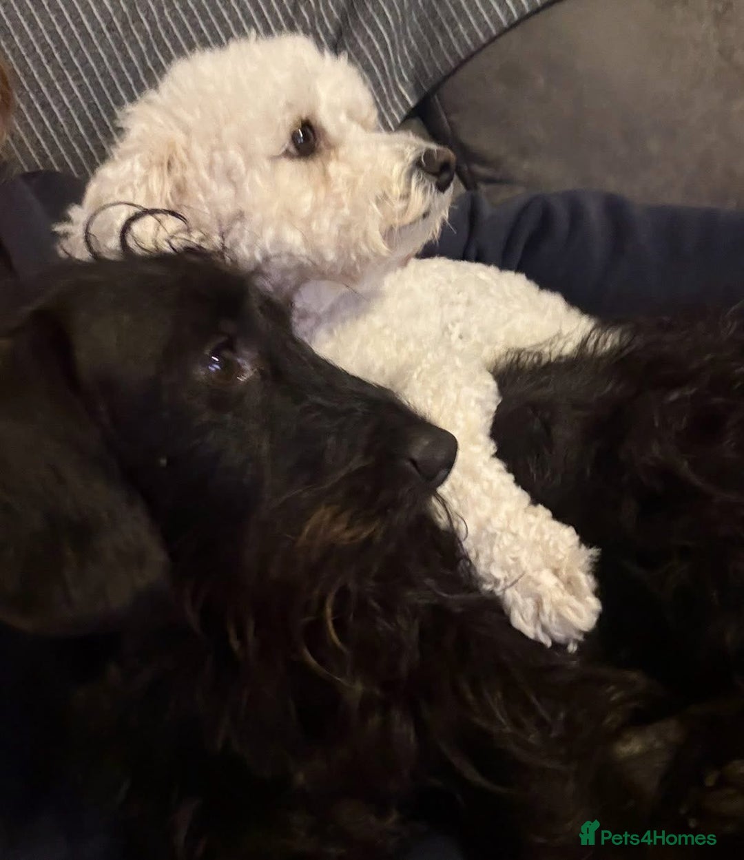 Mixed Breed dogs for sale: Poochon x Doxiepoo - Advert 13