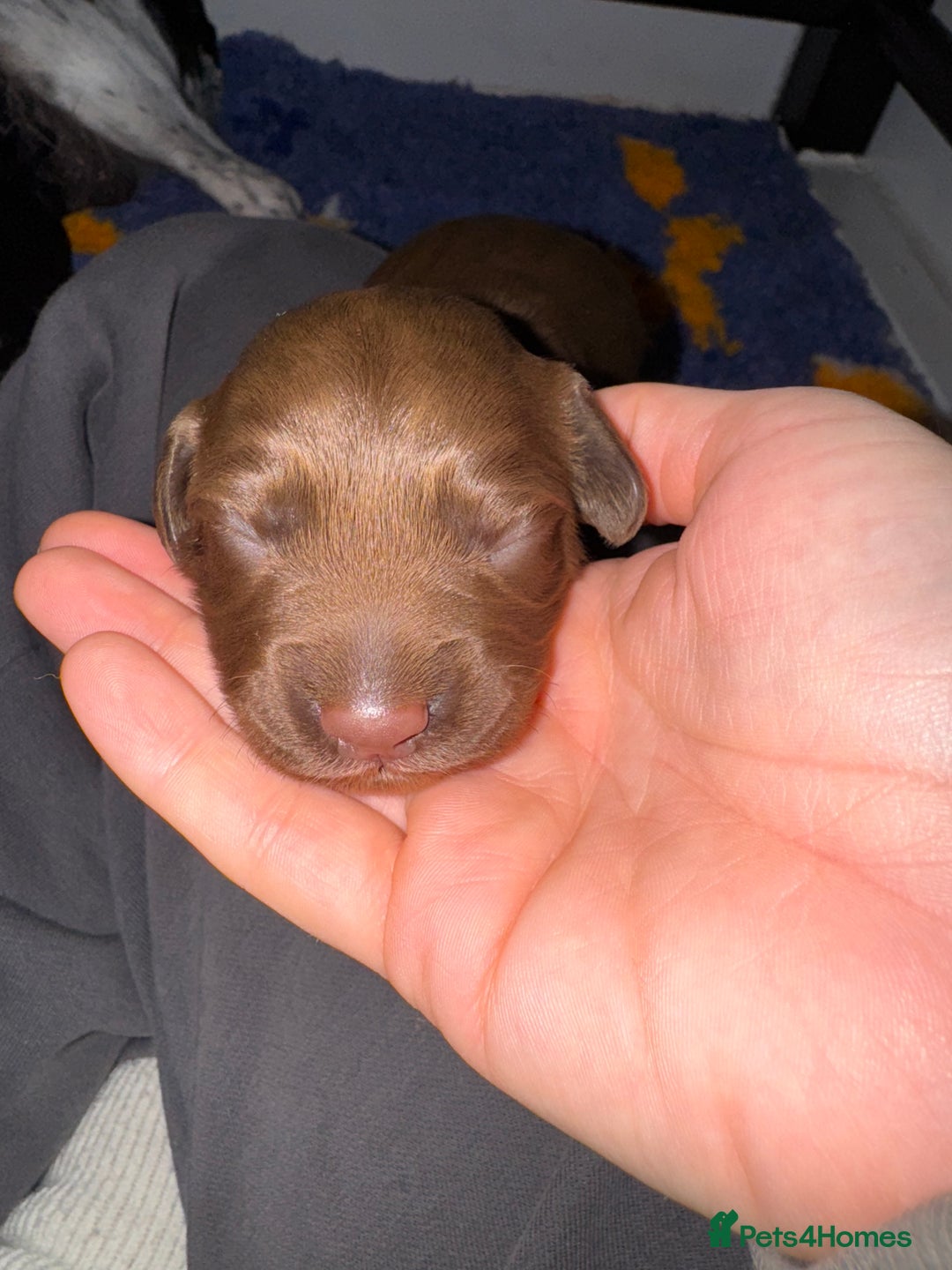 Sprocker dogs for sale: Sprocker Spaniel Puppies - Advert 4