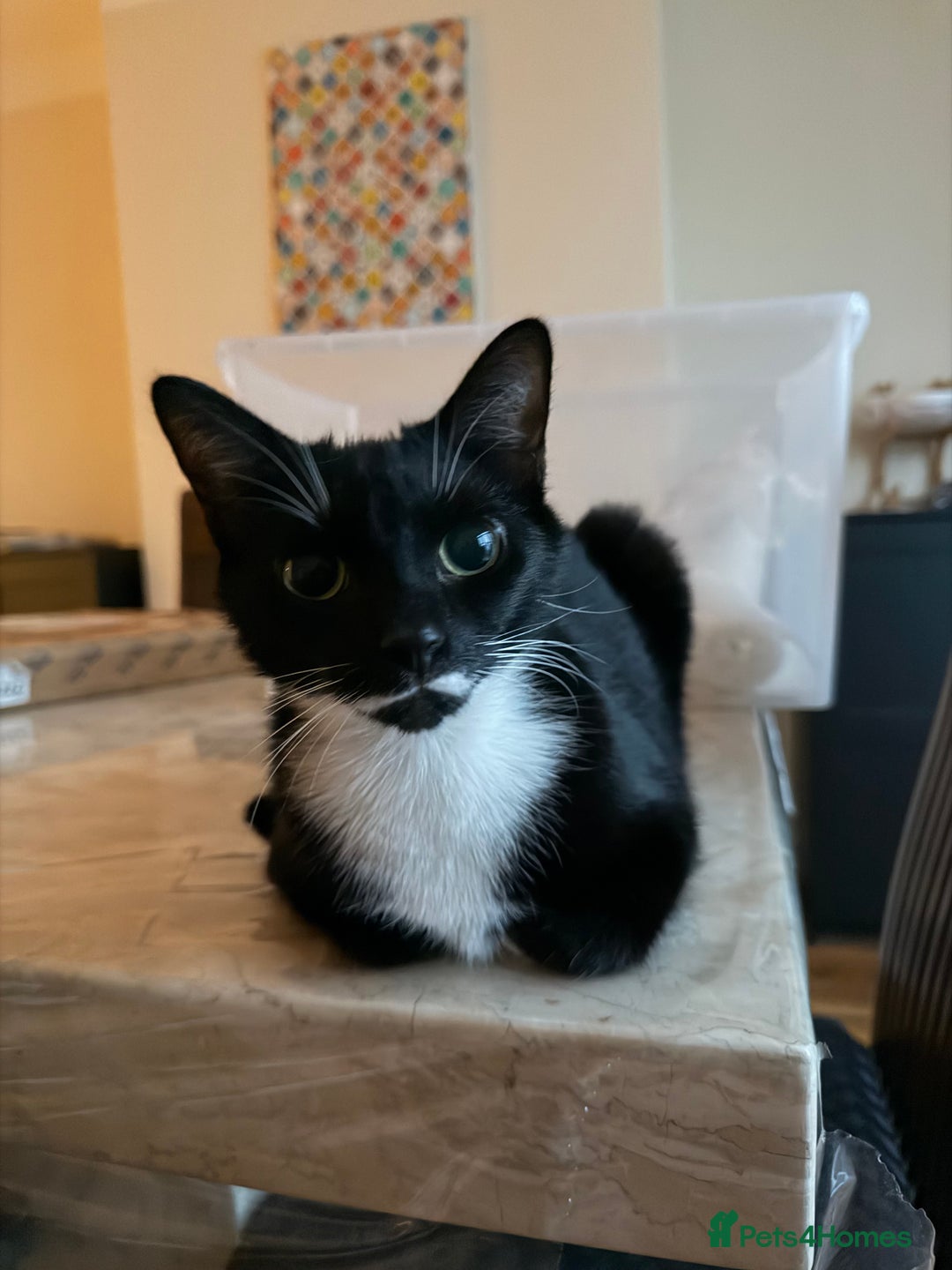 Domestic Shorthair cats for sale: Free Rehome 10 cats - Advert 3