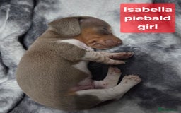 Miniature Dachshund dogs for sale: Miniature dachshund puppies KC Reg - Image 14