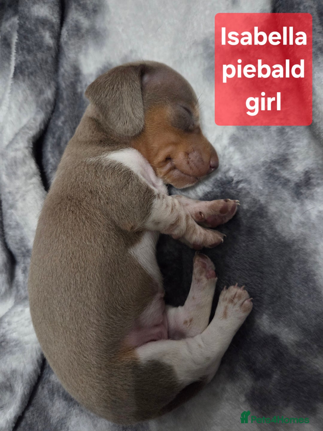 Miniature Dachshund dogs for sale: Miniature dachshund puppies KC Reg - Image 14