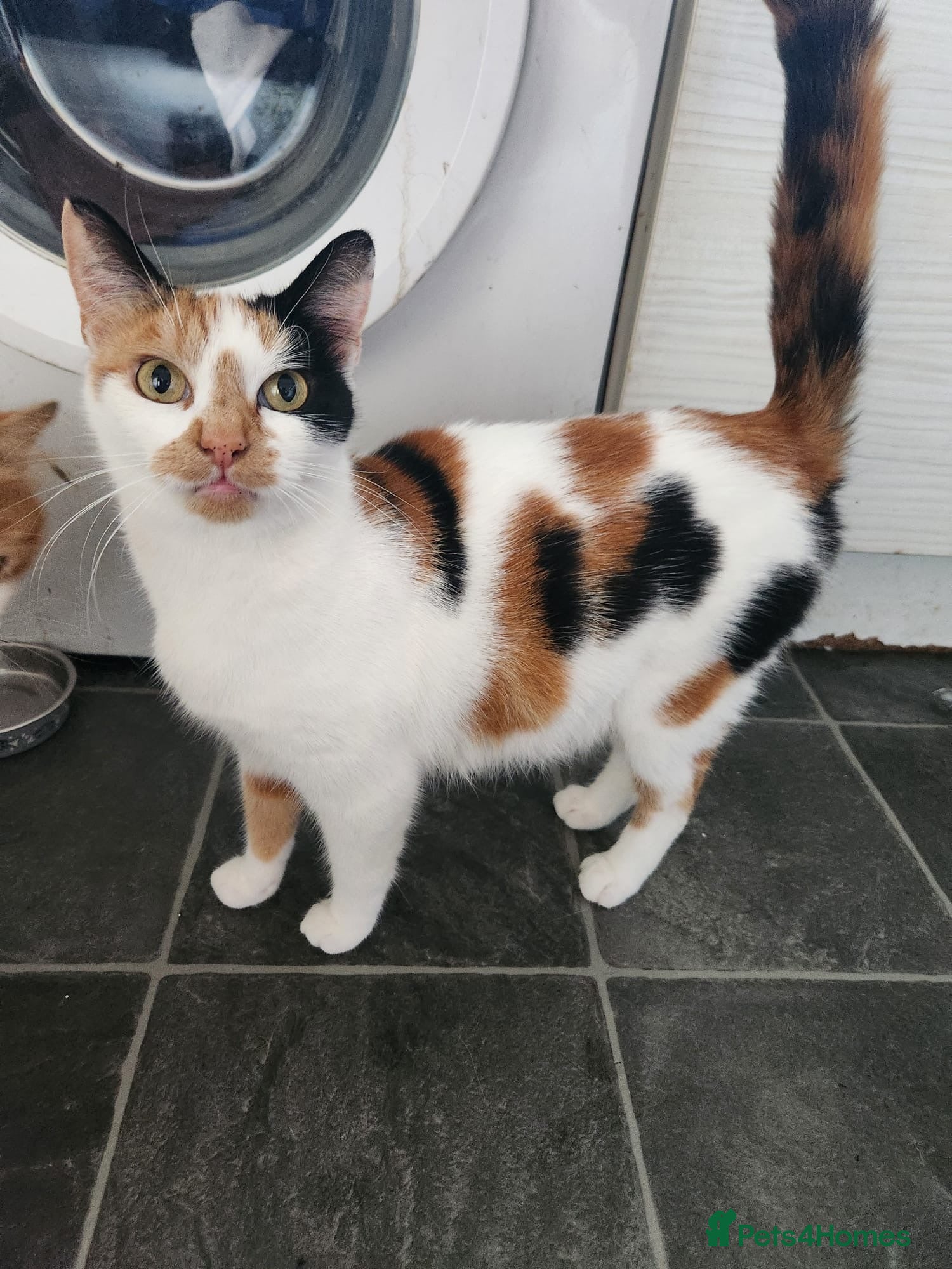 Mixed Breed cats 4 kittens available  - Advert 6