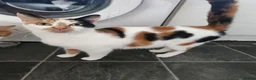 Mixed Breed cats for sale: 4 kittens available  in Bideford - Advert 1