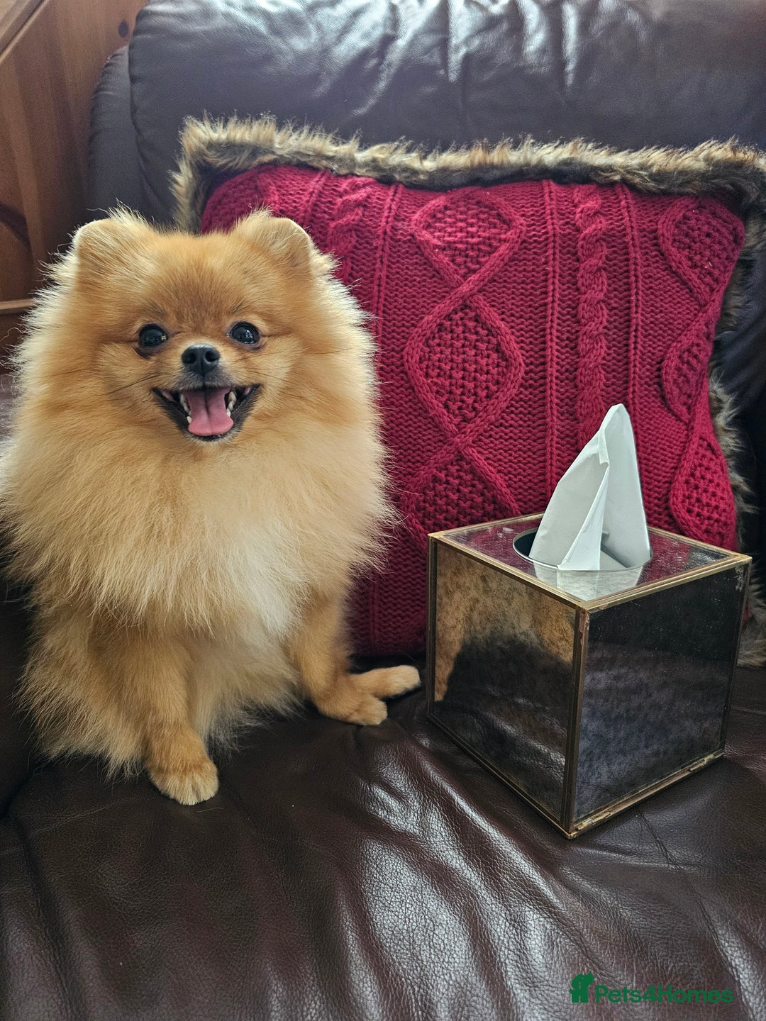 Pomeranian dogs for sale: RKC Registered Girl – 11 Months Old, Tiny 2.1kg - Advert 4