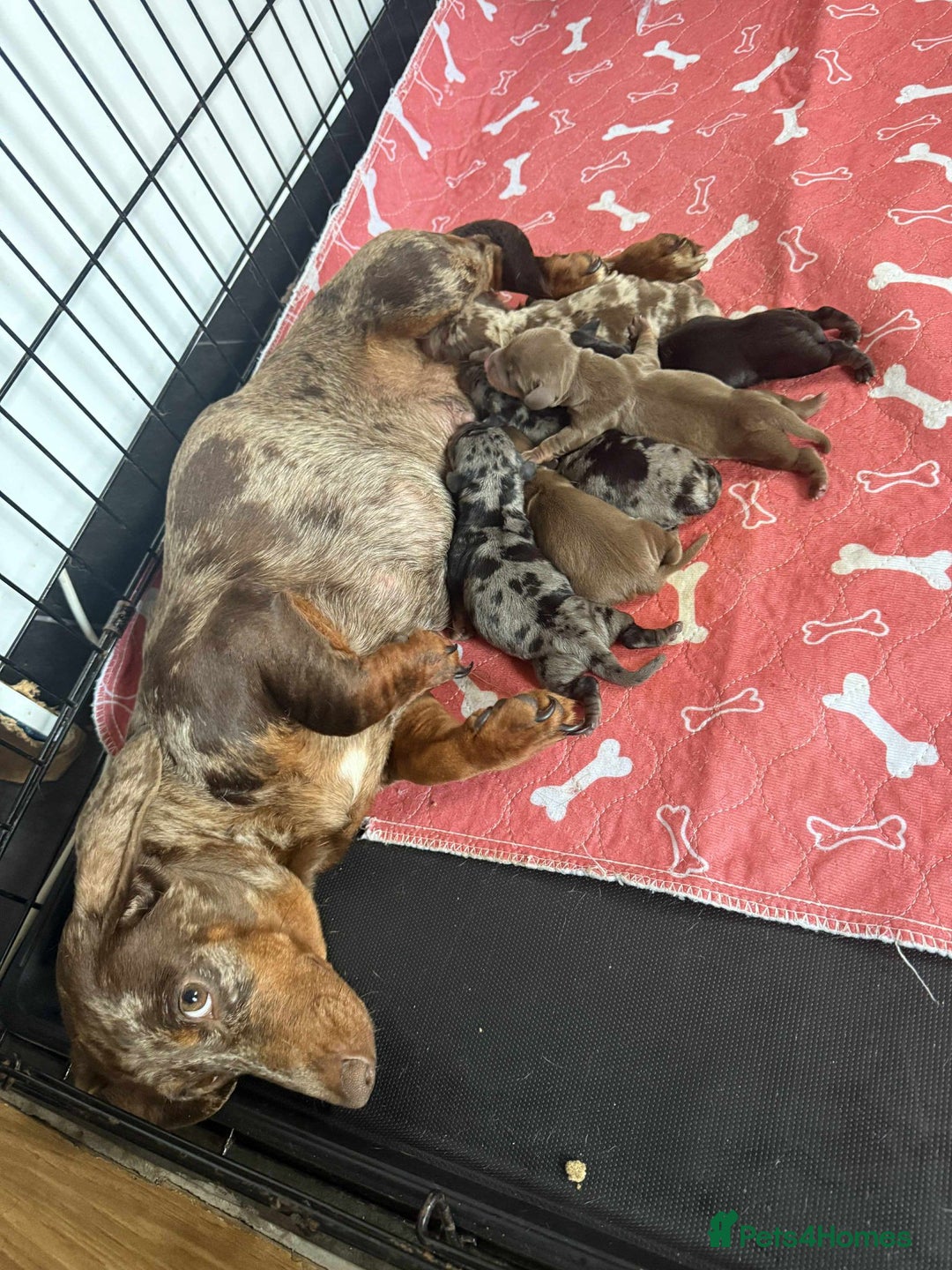 Dachshund dogs for sale: Dachshund Lovely Pupies Waiting for Forever Home - Image 15