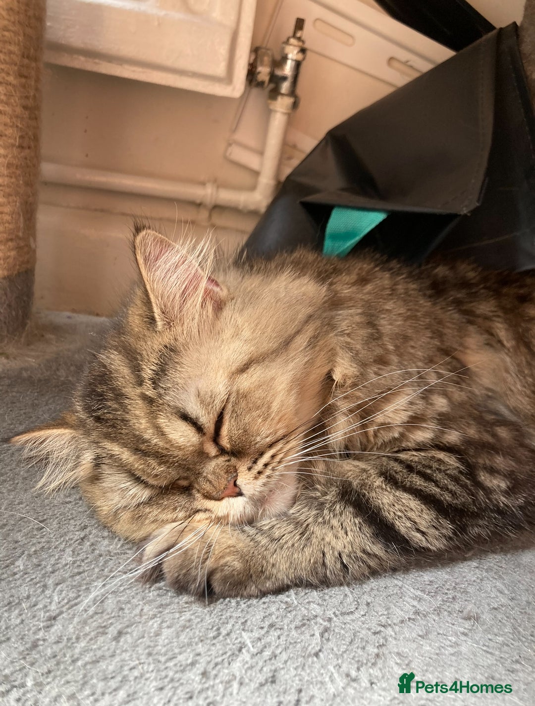 Persian cats for sale: 2 Persian adult  females - Advert 6