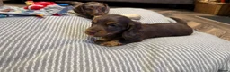 Miniature Dachshund dogs for sale: Long haired miniature dachshund pups - Advert 14