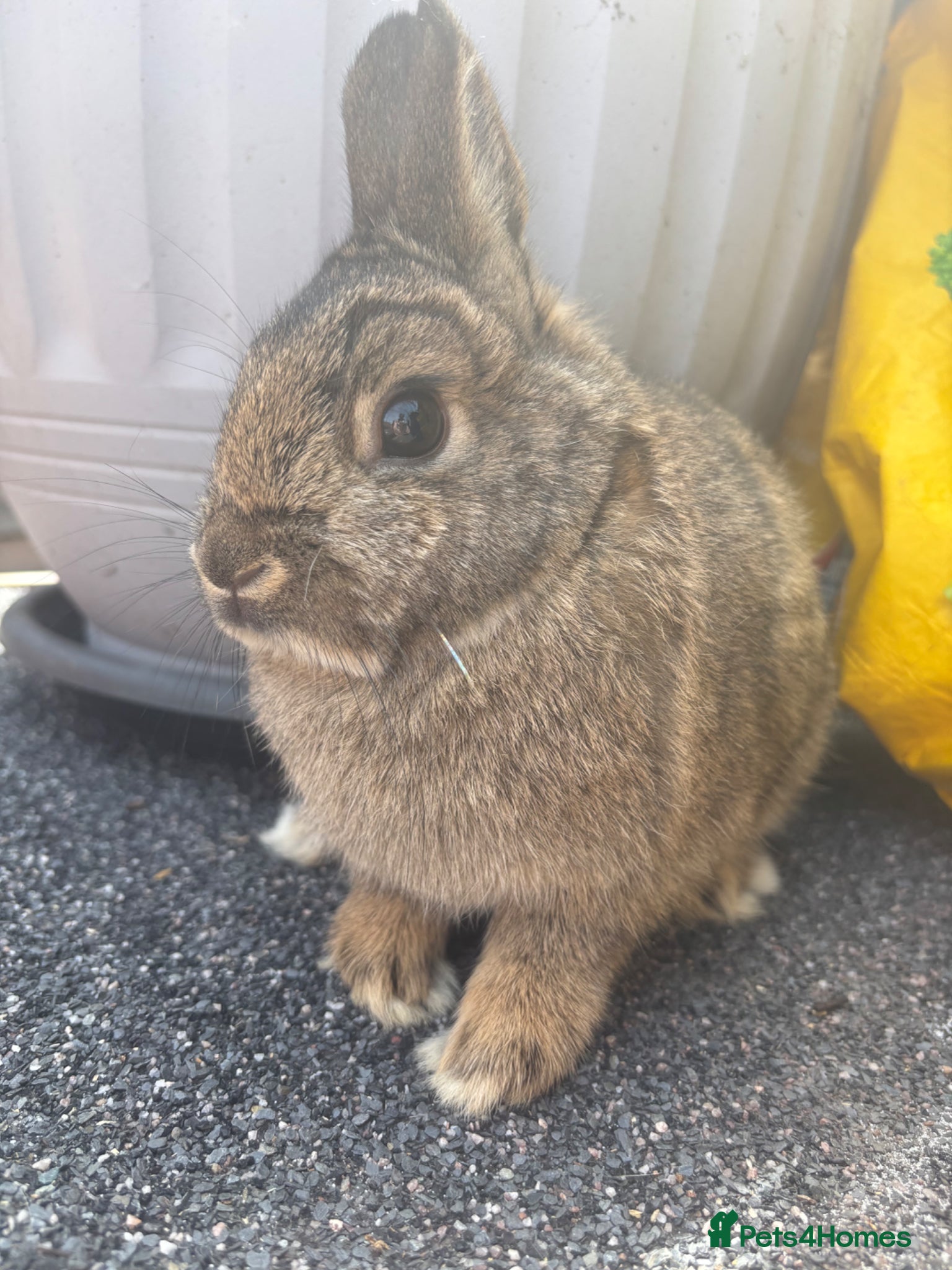 Netherland Dwarf rabbits Neverland rabbits adult  - Advert 3