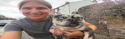 Mixed Breed dogs for adoption: ❤️🐶 CONNIE– AN AMAZING LITTLE FRENCHIE in Lichfield - Advert 6
